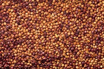 /static/media/greatmillet.ca79861db3a30f141f52.webp