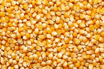 /static/media/maize.8c20c8e83bc180a78edb.webp