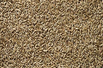 /static/media/rye.4a53ed5ff4847cc44563.webp